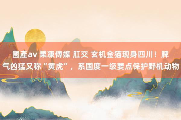 國產av 果凍傳媒 肛交 玄机金猫现身四川！脾气凶猛又称“黄虎”，系国度一级要点保护野机动物